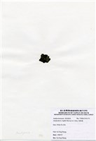 藏品(肋葉藻)的圖片